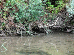 Broken tree along the Sloot Beneden Petrus creek, viewed from the Fluistertocht tour boat