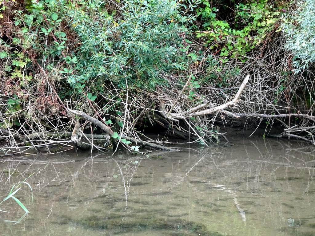 Broken tree along the Sloot Beneden Petrus creek, viewed from the Fluistertocht tour boat