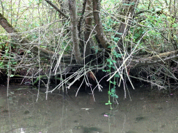 Tree along the Sloot Beneden Petrus creek, viewed from the Fluistertocht tour boat