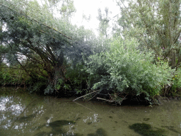 Trees and plants along the Sloot Beneden Petrus creek, viewed from the Fluistertocht tour boat