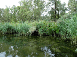 Trees and plants along the Sloot Beneden Petrus creek, viewed from the Fluistertocht tour boat