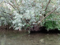 Tree along the Sloot Beneden Petrus creek, viewed from the Fluistertocht tour boat