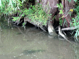 Tree roots along the Sloot Beneden Petrus creek, viewed from the Fluistertocht tour boat