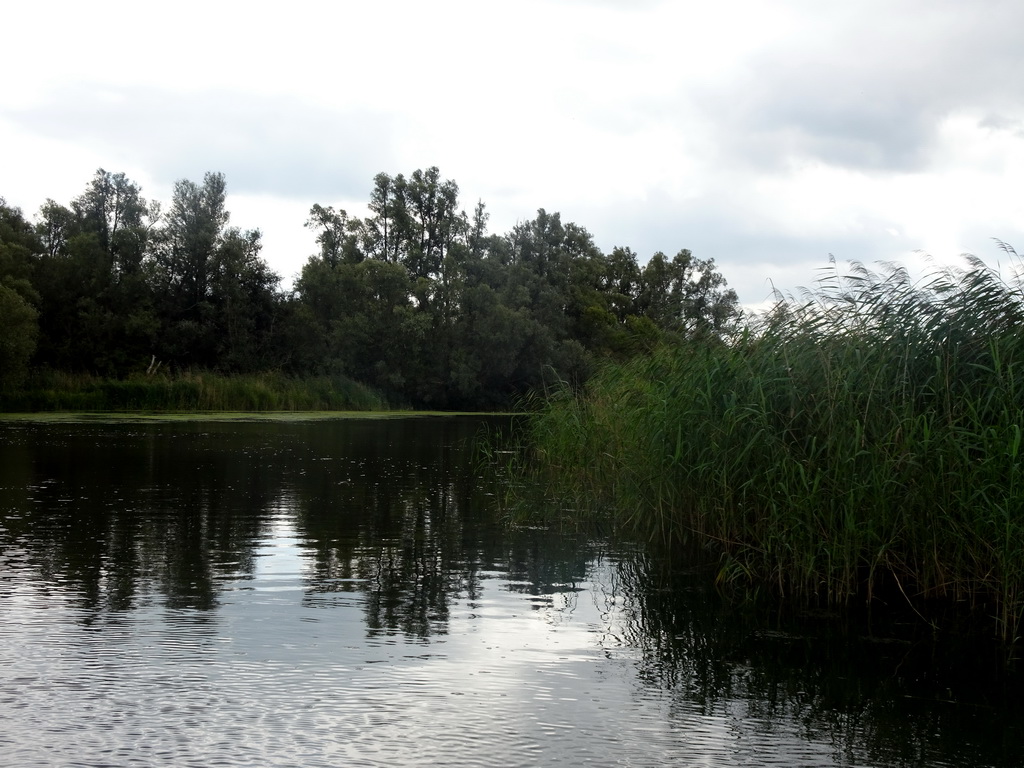 Trees and reed along the Gat van de Buisjes lake, viewed from the Fluistertocht tour boat