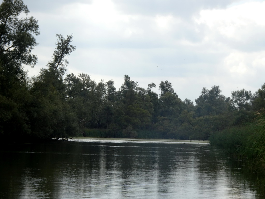 Trees along the Gat van de Buisjes lake, viewed from the Fluistertocht tour boat