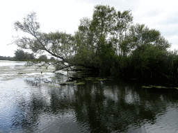 Trees along the Gat van de Buisjes lake, viewed from the Fluistertocht tour boat