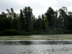 Swans at the Gat van de Buisjes lake, viewed from the Fluistertocht tour boat