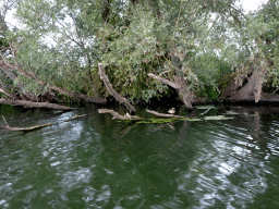 Duck at the Gat van de Buisjes lake, viewed from the Fluistertocht tour boat