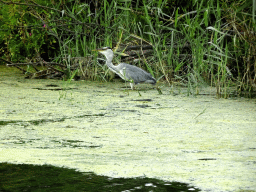 Heron at the Gat van de Buisjes lake, viewed from the Fluistertocht tour boat