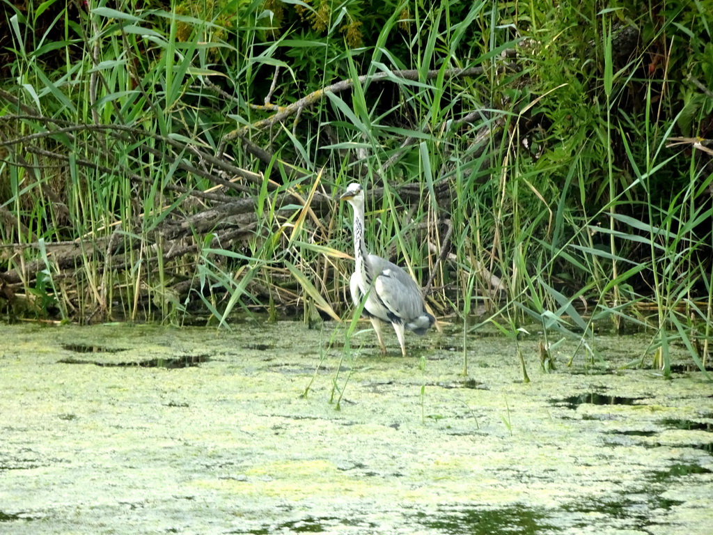 Heron at the Gat van de Buisjes lake, viewed from the Fluistertocht tour boat