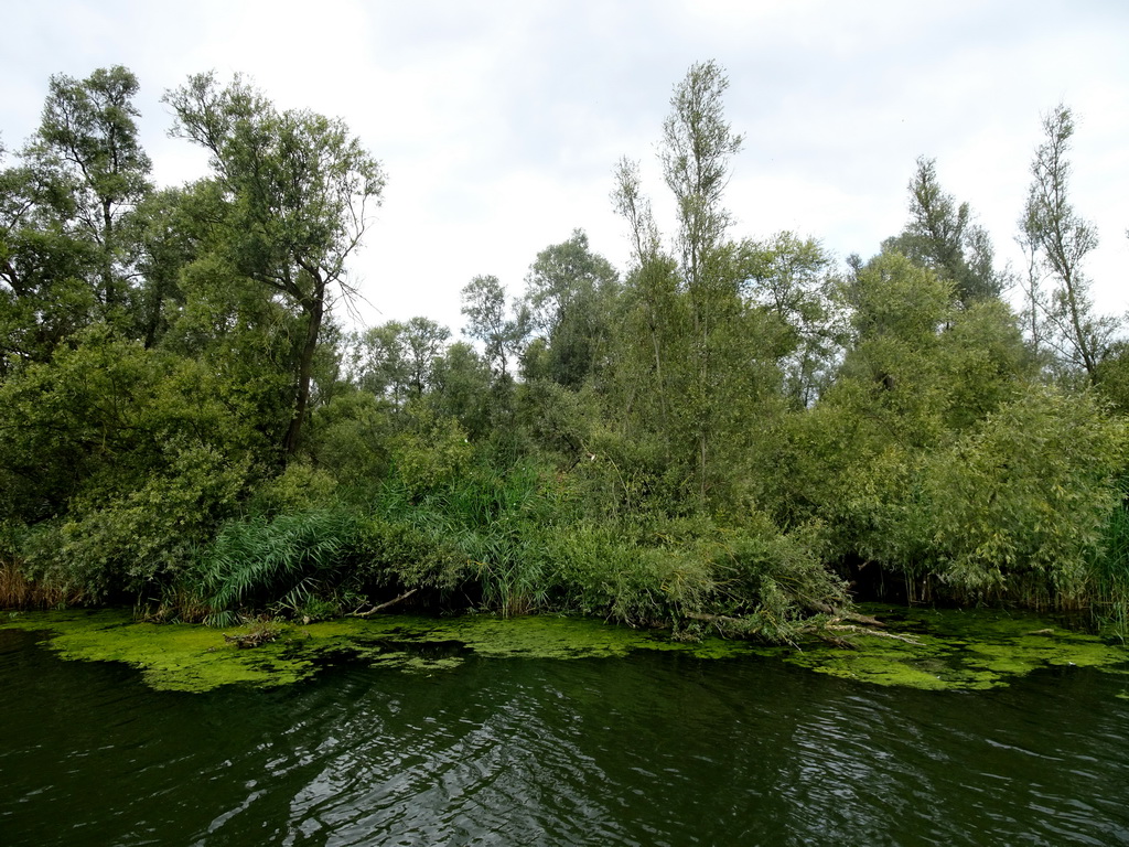 Trees and plans along the Gat van de Buisjes lake, viewed from the Fluistertocht tour boat