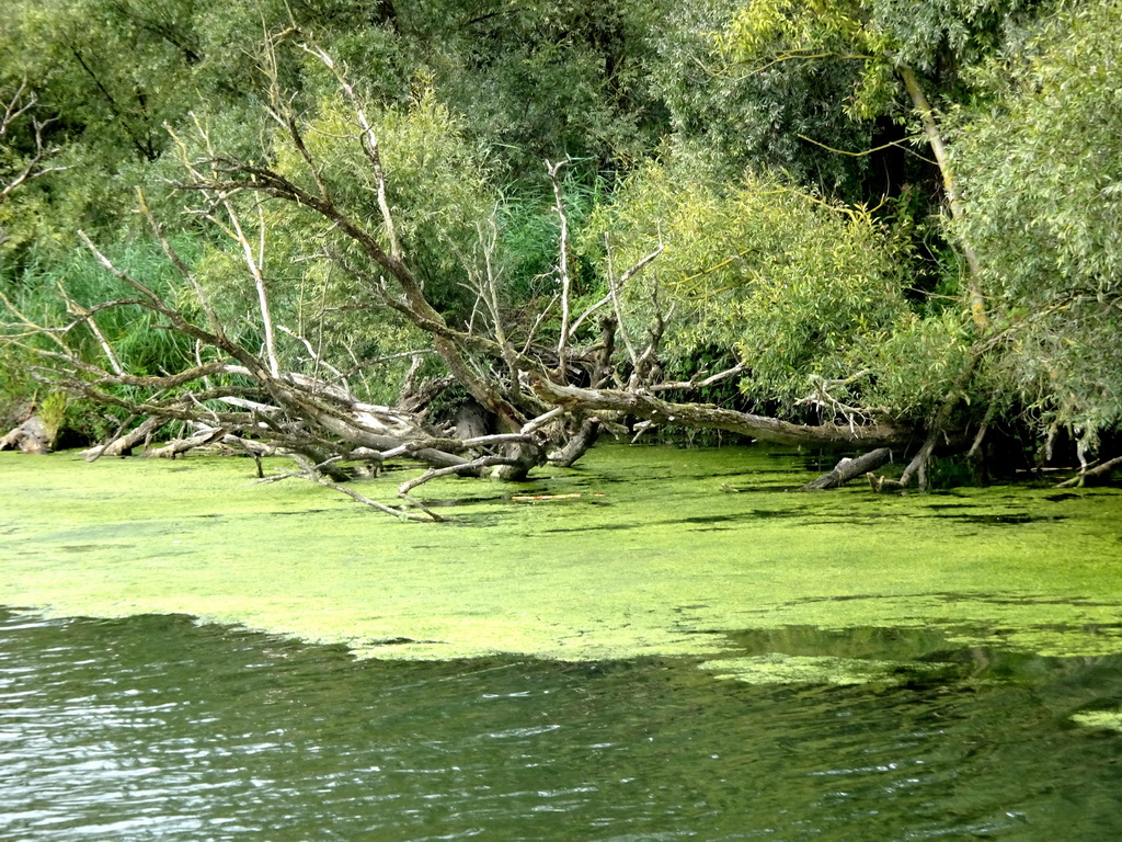 Trees and plants along the Gat van de Buisjes lake, viewed from the Fluistertocht tour boat