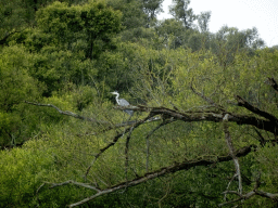 Heron in a tree along the Gat van de Buisjes lake, viewed from the Fluistertocht tour boat