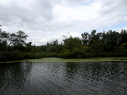 Trees and plants along the Gat van de Buisjes lake, viewed from the Fluistertocht tour boat