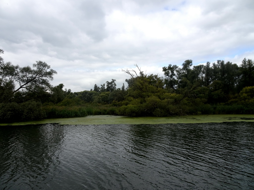 Trees and plants along the Gat van de Buisjes lake, viewed from the Fluistertocht tour boat