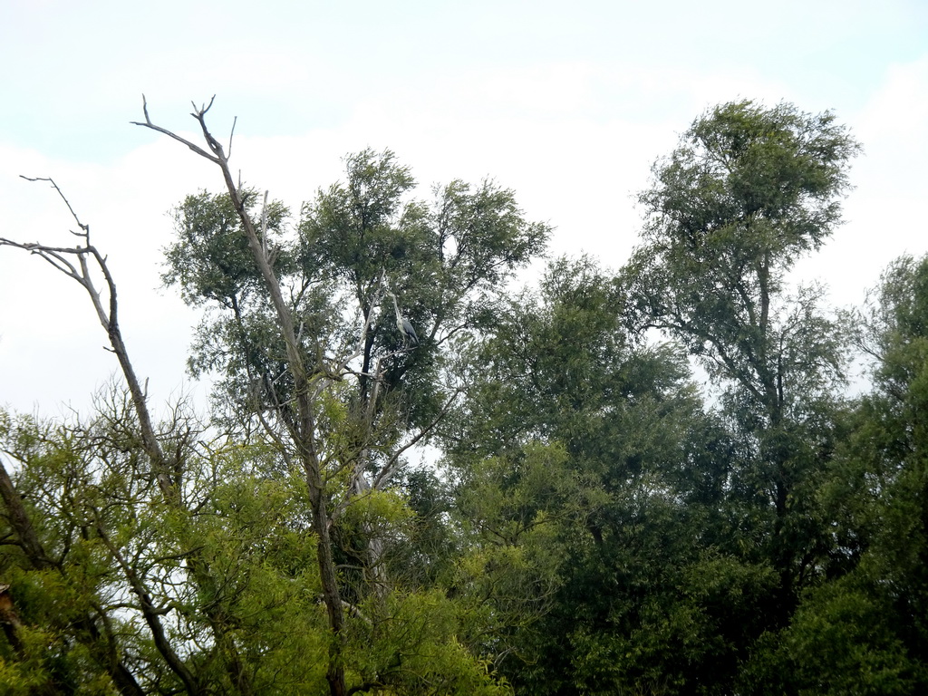Heron in a tree along the Gat van de Buisjes lake, viewed from the Fluistertocht tour boat