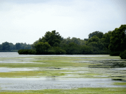 Trees and plants along the Gat van de Buisjes lake, viewed from the Fluistertocht tour boat