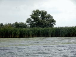 Tree and reed along the Gat van van Kampen lake, viewed from the Fluistertocht tour boat