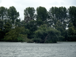 Trees and birds at the Kooigat lake, viewed from the Fluistertocht tour boat