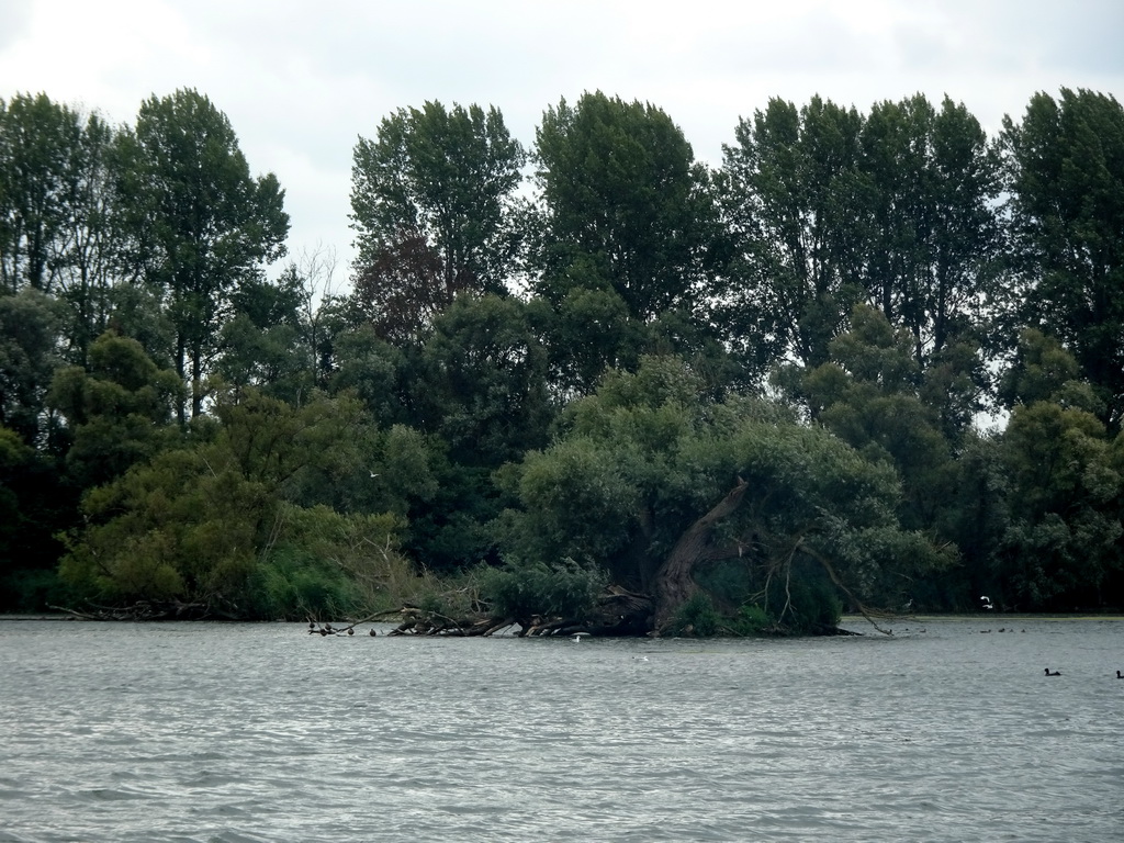 Trees and birds at the Kooigat lake, viewed from the Fluistertocht tour boat