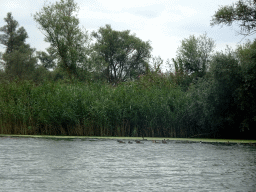 Trees, reed and birds at the Kooigat lake, viewed from the Fluistertocht tour boat