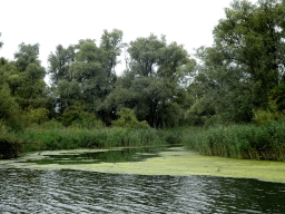 Trees and reed along the Gat van de Buisjes lake, viewed from the Fluistertocht tour boat