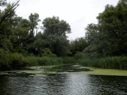 Trees and reed along the Gat van de Buisjes lake, viewed from the Fluistertocht tour boat