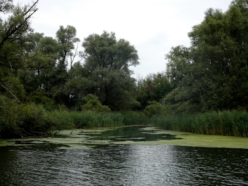 Trees and reed along the Gat van de Buisjes lake, viewed from the Fluistertocht tour boat