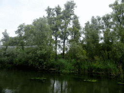 Trees along the Sloot Beneden Petrus creek, viewed from the Fluistertocht tour boat