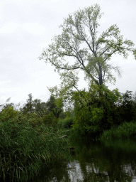 Trees and reed along the Sloot Beneden Petrus creek, viewed from the Fluistertocht tour boat