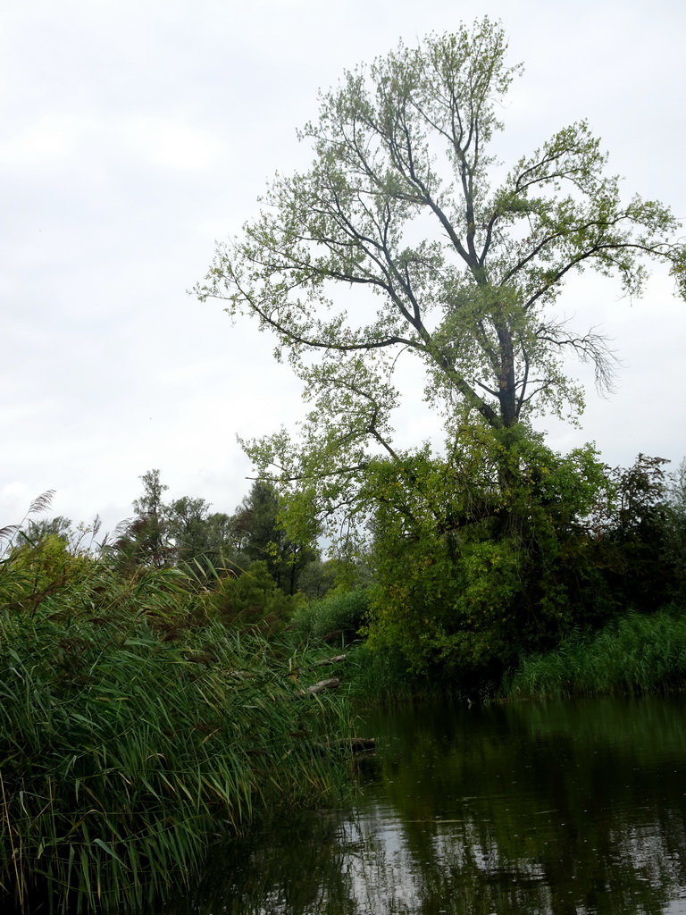 Trees and reed along the Sloot Beneden Petrus creek, viewed from the Fluistertocht tour boat
