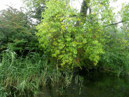 Trees, plants and reed along the Sloot Beneden Petrus creek, viewed from the Fluistertocht tour boat