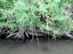 Tree roots and plants along the Sloot Beneden Petrus creek, viewed from the Fluistertocht tour boat