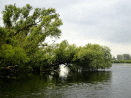 Trees along the Gat van den Kleinen Hil lake, viewed from the Fluistertocht tour boat