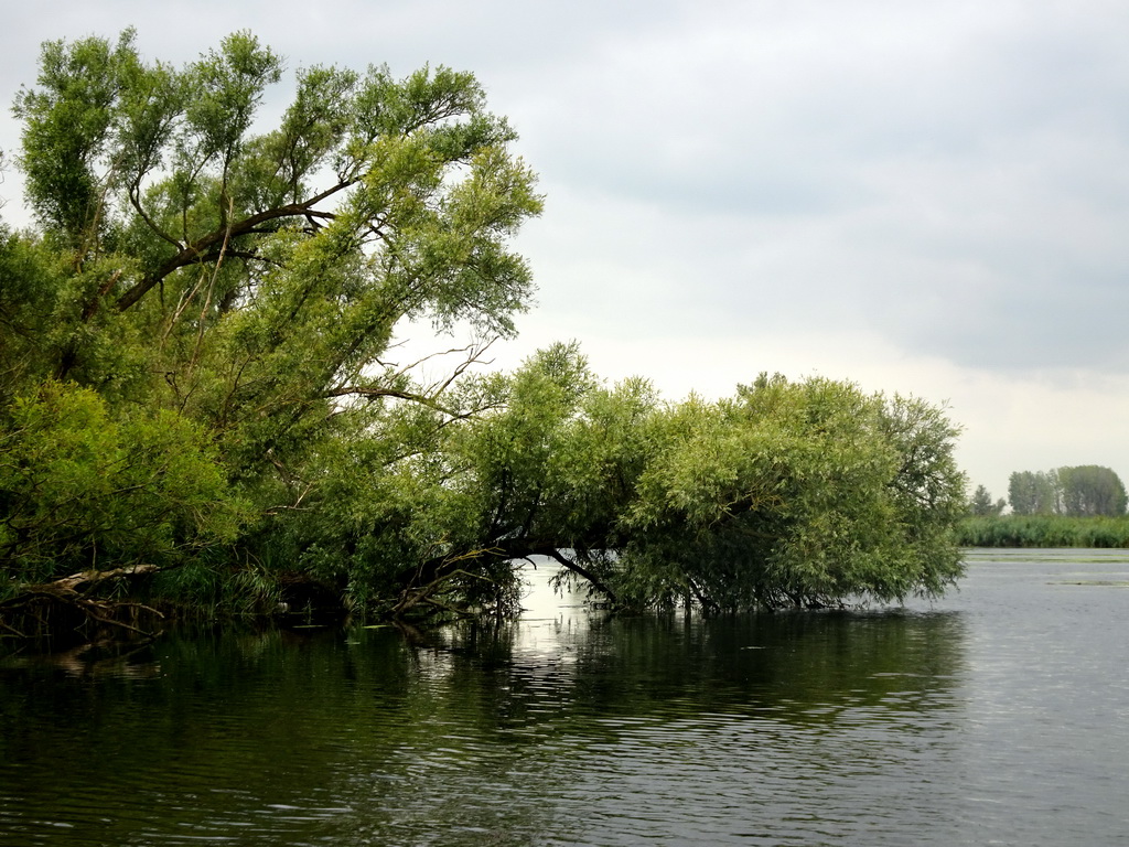 Trees along the Gat van den Kleinen Hil lake, viewed from the Fluistertocht tour boat