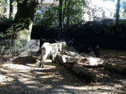 Donkeys at the Kasteelpark Born zoo