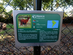 Explanation on the Alpaca at the Kasteelpark Born zoo