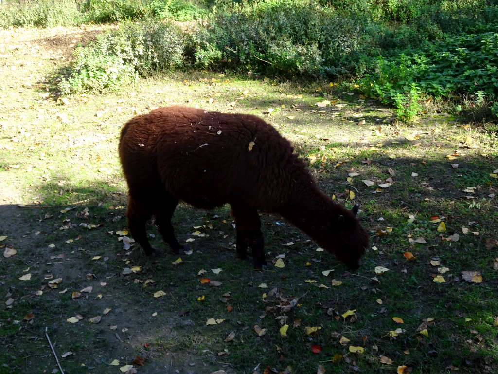 Alpaca at the Kasteelpark Born zoo