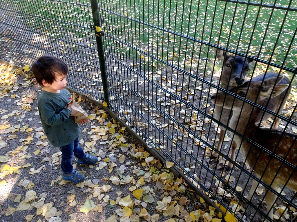 Max with Fallow Deer at the Kasteelpark Born zoo