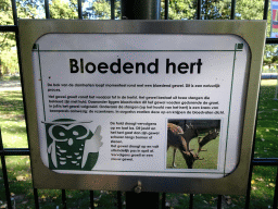 Information on the bloody antlers of one of the Fallow Deer at the Kasteelpark Born zoo