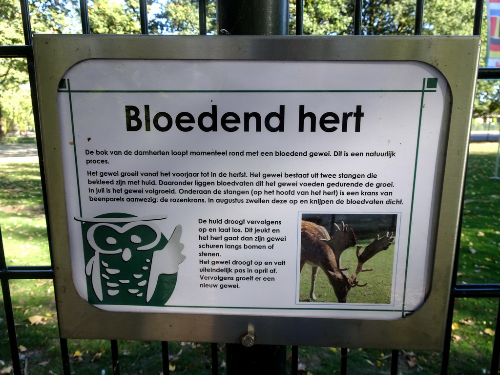 Information on the bloody antlers of one of the Fallow Deer at the Kasteelpark Born zoo