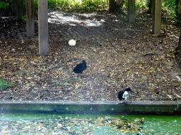 Ducks in the canal at the northeast side of the Kasteelpark Born zoo