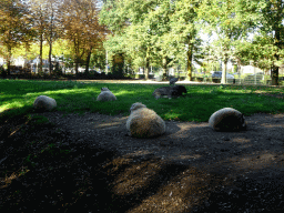 Sheep at the Kasteelpark Born zoo