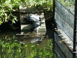 Turtles at the Kasteelpark Born zoo