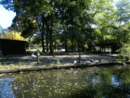 Ducks, Geese and Camels at the Kasteelpark Born zoo