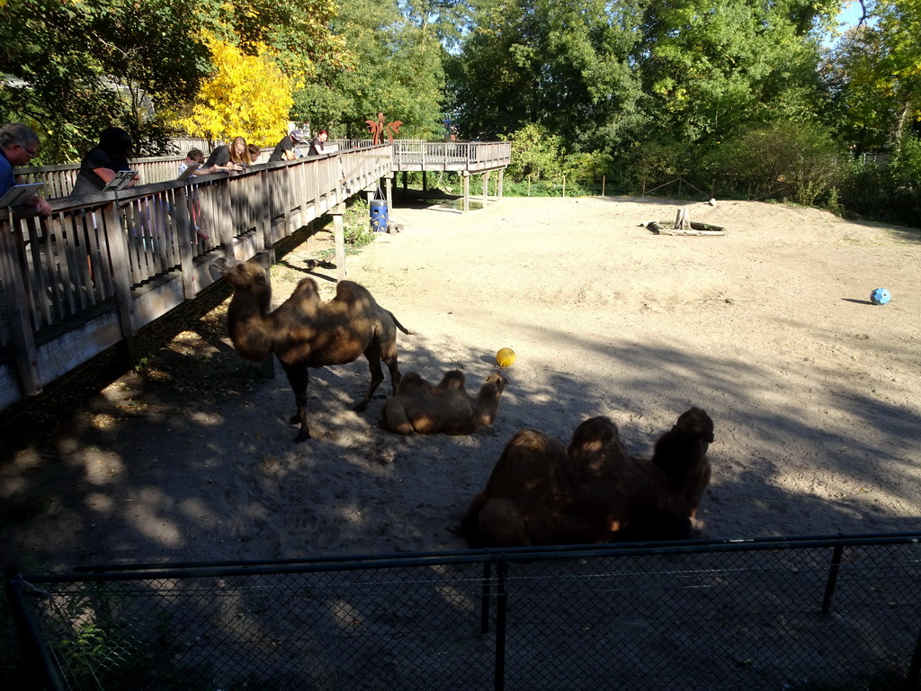 Camels at the Kasteelpark Born zoo, viewed from the walkway