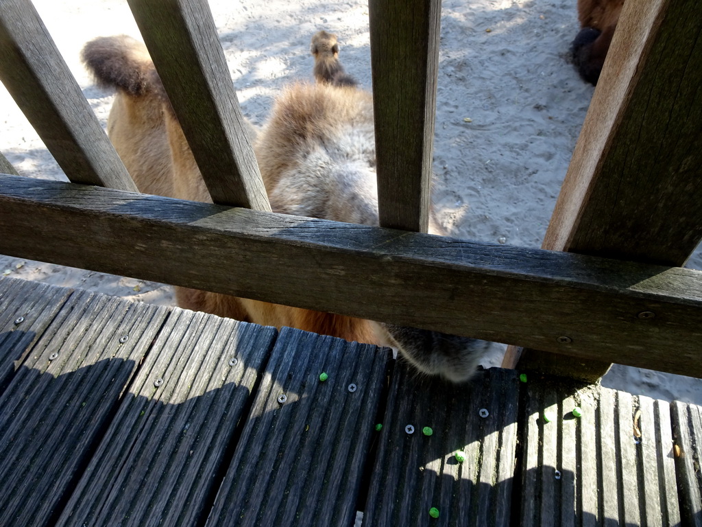 Camel being fed at the Kasteelpark Born zoo, viewed from the walkway