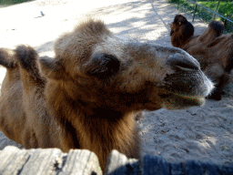 Camels at the Kasteelpark Born zoo, viewed from the walkway