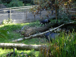 Silver Fox at the Kasteelpark Born zoo, viewed from the walkway