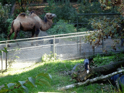 Camel and Silver Fox at the Kasteelpark Born zoo, viewed from the walkway